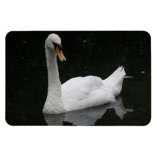 Beautiful White Swan Premium Magnet