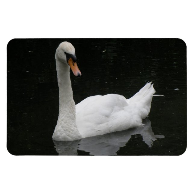 Beautiful White Swan Premium Magnet (Horizontal)