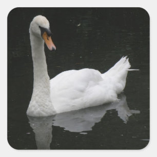 Beautiful White Swan Stickers