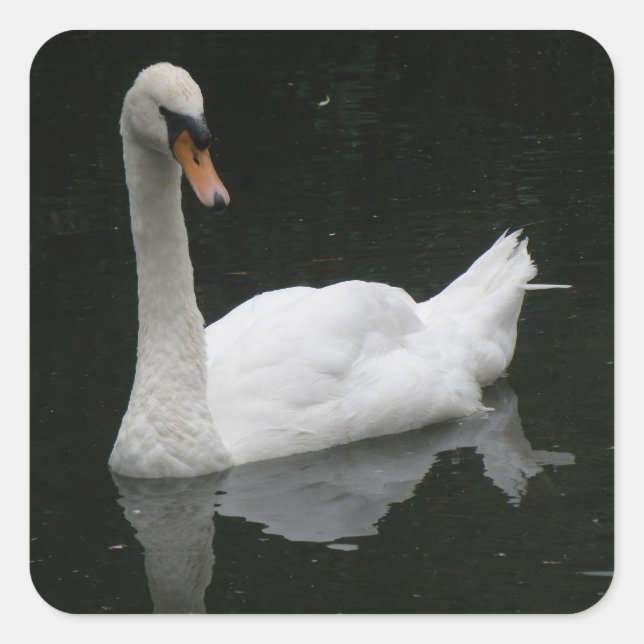 Beautiful White Swan Stickers (Front)