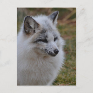 Beautiful White Swift Fox Postcard