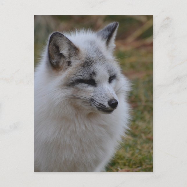 Beautiful White Swift Fox Postcard (Front)