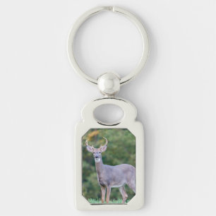 Beautiful White-tailed Buck Deer in Field      Key Ring