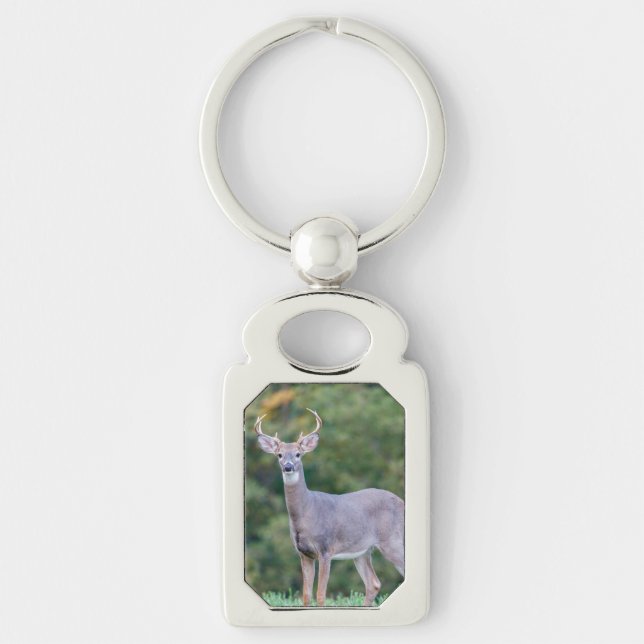 Beautiful White-tailed Buck Deer in Field      Key Ring (Front)