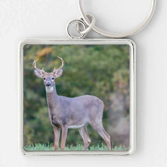 Beautiful White-tailed Buck Deer in Field     Key Ring (Front)