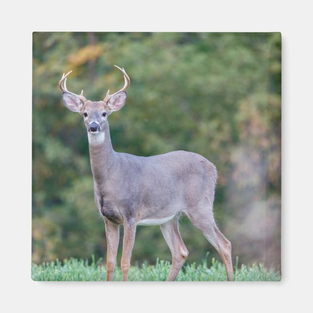 Beautiful White-tailed Buck Deer in Field         Magnet (Front)