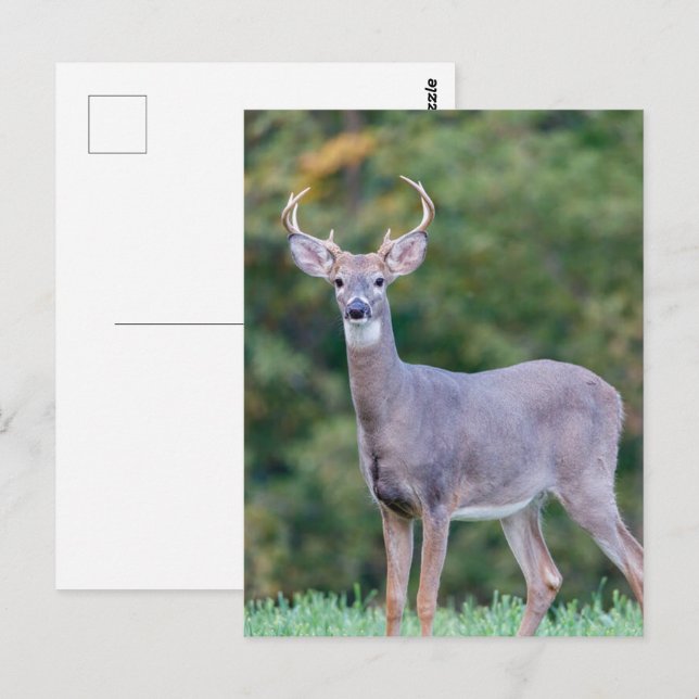 Beautiful White-tailed Buck Deer in Field       Postcard (Front/Back)