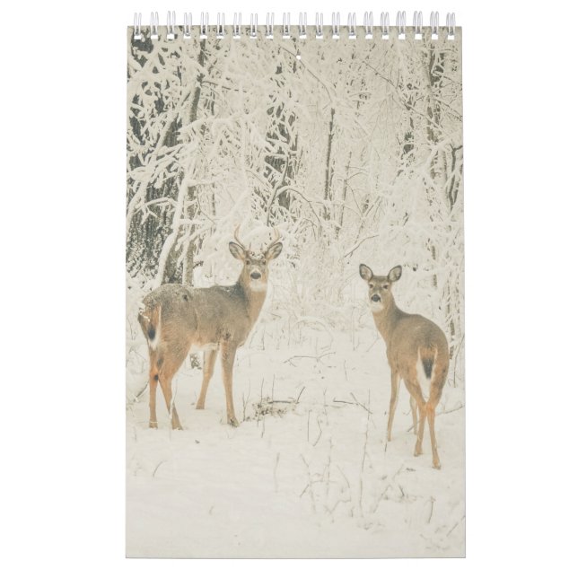 Beautiful White Tailed Deer Calendar (Cover)