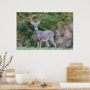 Beautiful White-tailed Deer in Field  Poster