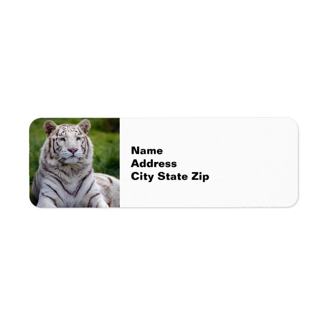 Beautiful White Tiger Photo (Front)