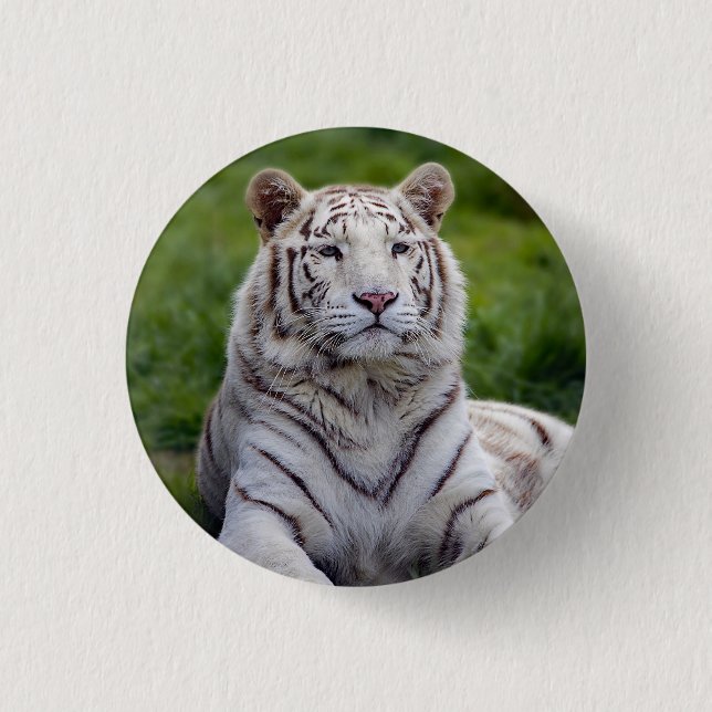 Beautiful White Tiger Photo 3 Cm Round Badge (Front)