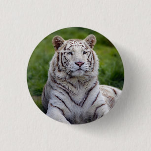 Beautiful White Tiger Photo 3 Cm Round Badge