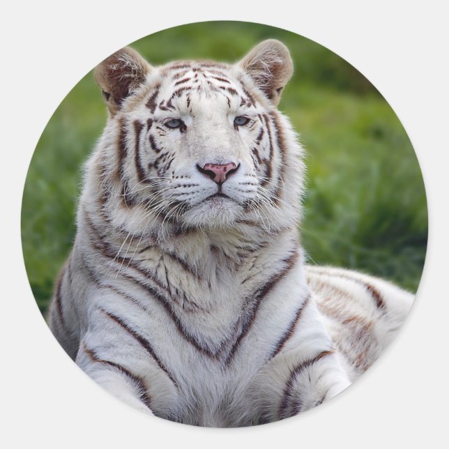 Beautiful White Tiger Photo Classic Round Sticker (Front)
