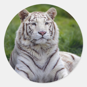 Beautiful White Tiger Photo Classic Round Sticker