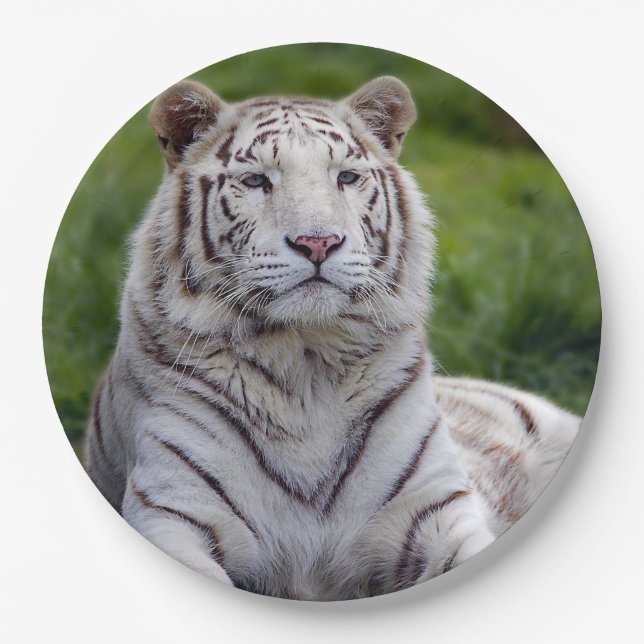 Beautiful White Tiger Photo Paper Plate (Front)