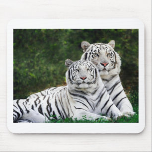 Beautiful White Tigers Mouse Mat