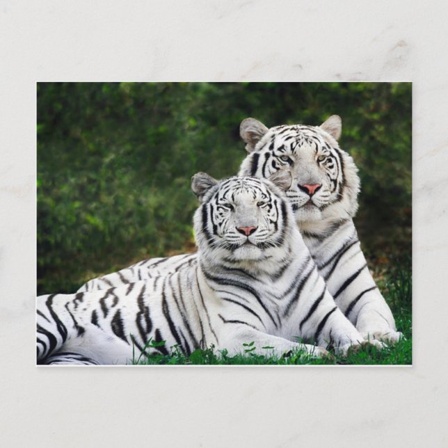 Beautiful White Tigers Postcard (Front)