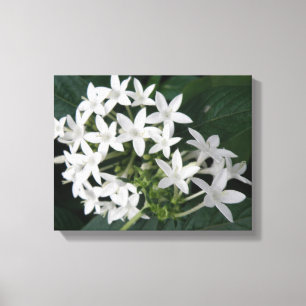 Beautiful White Tropical Flowers Canvas Print
