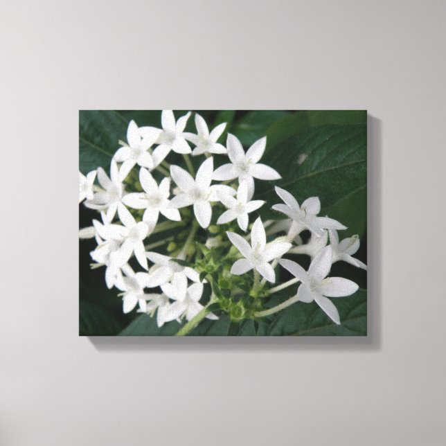 Beautiful White Tropical Flowers Canvas Print (Front)