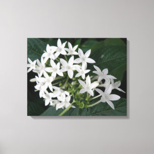 Beautiful White Tropical Flowers Canvas Print