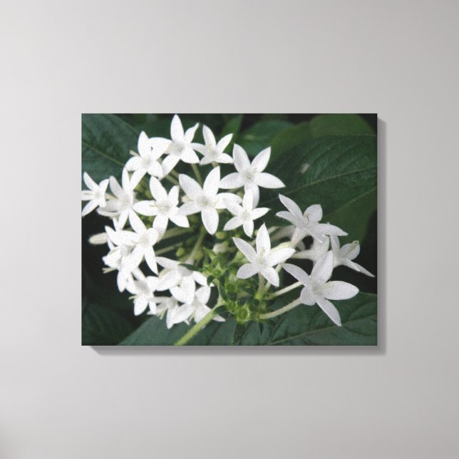 Beautiful White Tropical Flowers Canvas Print (Front)