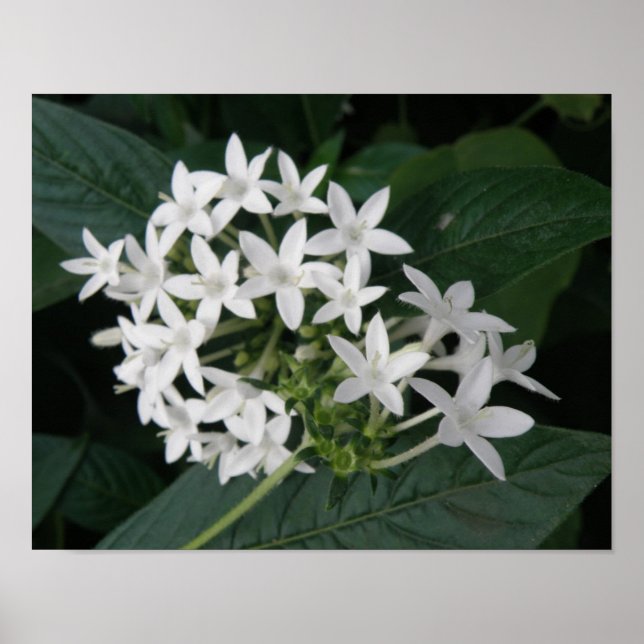 Beautiful White Tropical Flowers Print (Front)