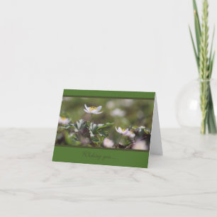 Beautiful White Wood Anemones Card