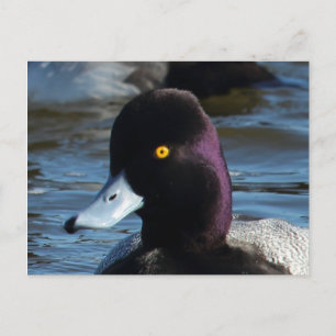 Beautiful Wild Duck - Lesser Scaup Drake Postcard