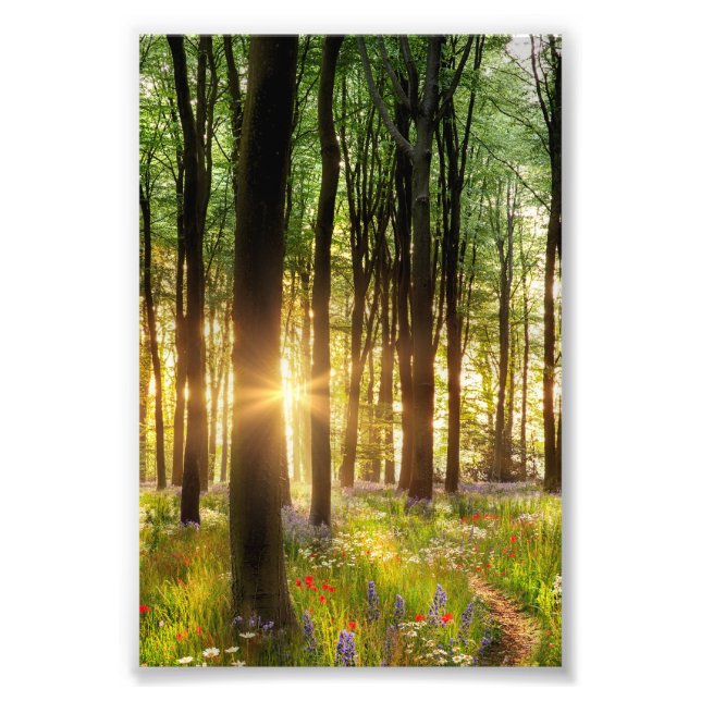 Beautiful wild flower woodland path & dawn sunrise photo print (Front)