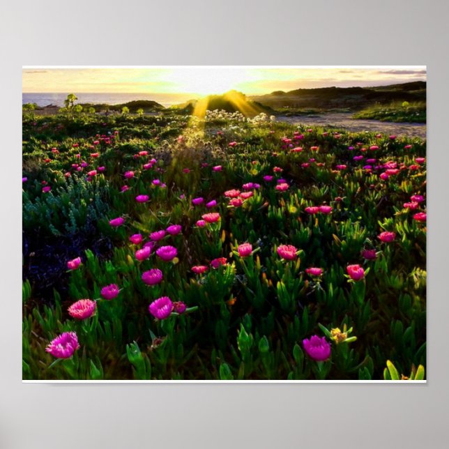 Beautiful wild flowers sunset poster (Front)