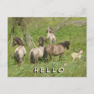 Beautiful Wild Horses HELLO Postcard