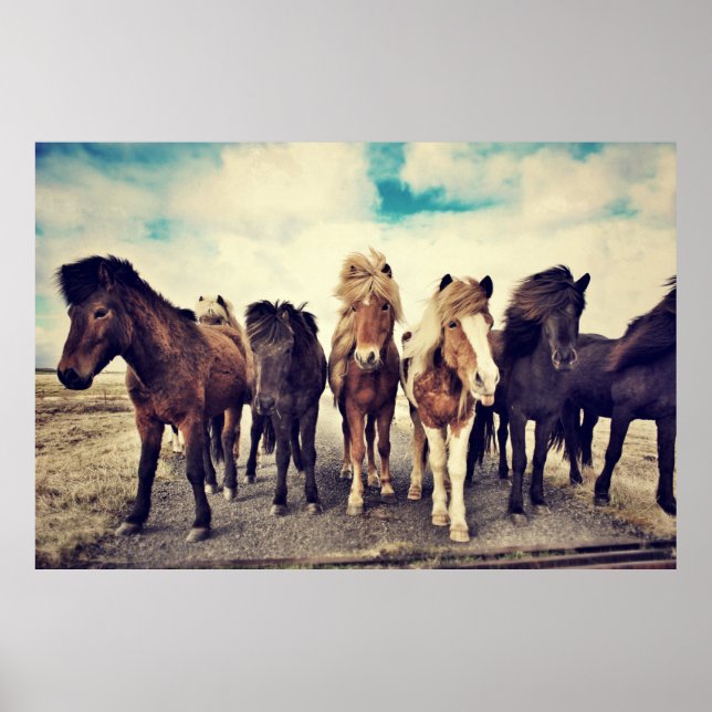 Beautiful wild horses poster (Front)