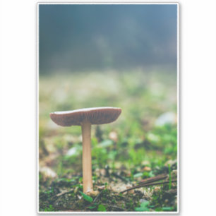 Beautiful wild mushroom in an autumn field