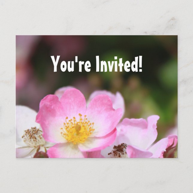 beautiful wild pink rose flowers graduation party invitation postcard (Front)