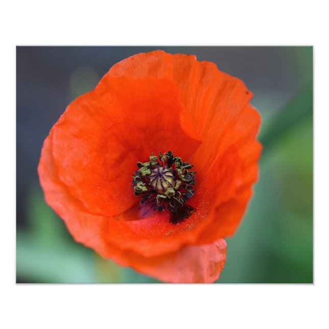 Beautiful Wild Red Poppy Photo Print (Front)
