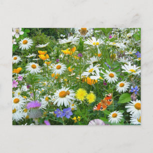 Beautiful Wildflower and Butterfly Meadow Postcard