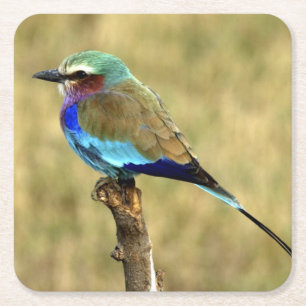 Beautiful Wildlife Coaster Set