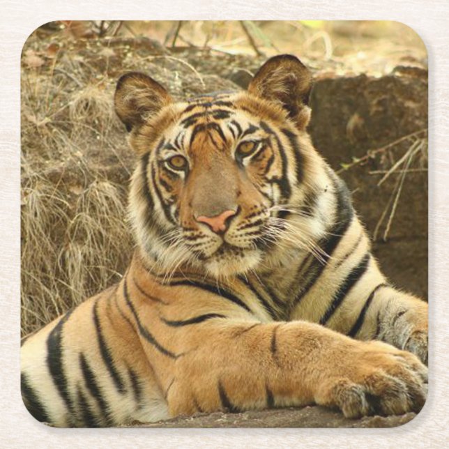 Beautiful Wildlife Coaster Set (Front)