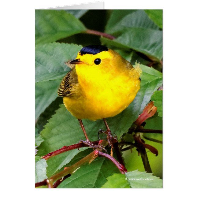 Beautiful Wilson's Warbler in the Cherry Tree (Front)