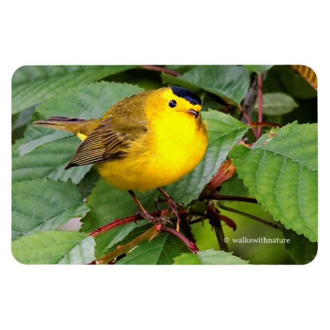 Beautiful Wilson's Warbler in the Cherry Tree Magnet (Horizontal)