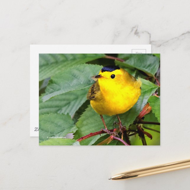 Beautiful Wilson's Warbler Songbird in Cherry Tree Postcard (Front/Back In Situ)