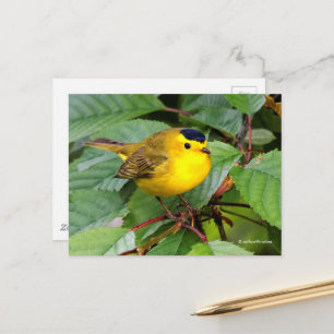 Beautiful Wilson's Warbler Songbird in Cherry Tree Postcard