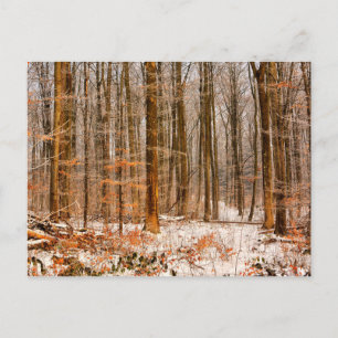 Beautiful Winter Forest with Snow Postcard