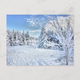 Beautiful Winter Snow Forest Scene  Postcard