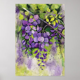 Beautiful Wisteria Flowers In Watercolor   Poster