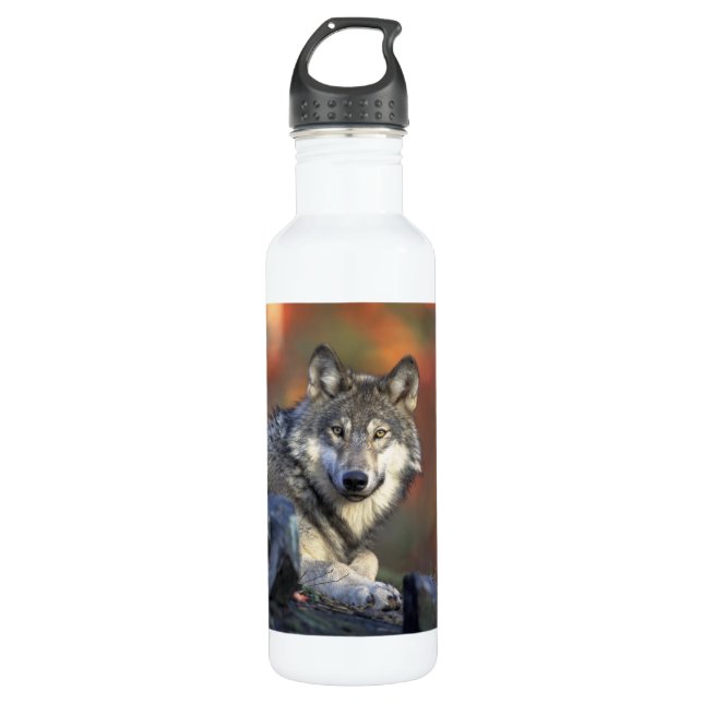 Beautiful Wolf 710 Ml Water Bottle (Front)