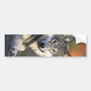 Beautiful Wolf Bumper Sticker