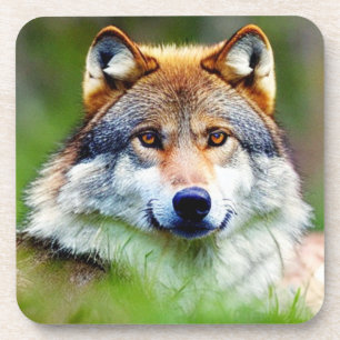 Beautiful Wolf head Painting  Coaster