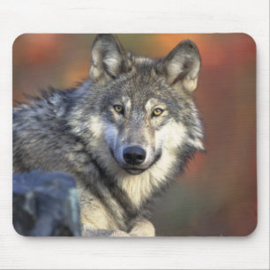 Beautiful Wolf Mouse Mat