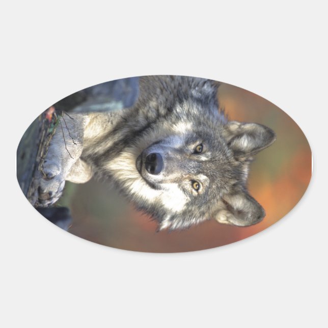 Beautiful Wolf Oval Sticker (Front)